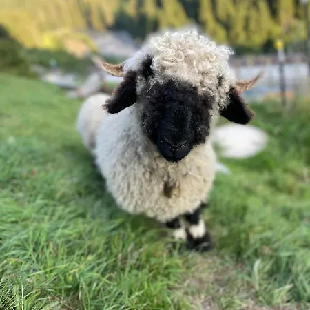 Apartamento Kitzlochklammblick Hof *