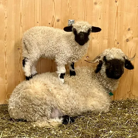 Apartamento Kitzlochklammblick Hof